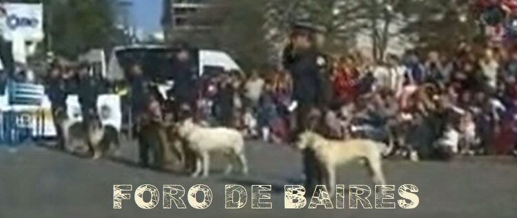 Festival de Perros Policías en Placita Armenia