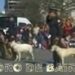 Festival de Perros Policías en Placita Armenia