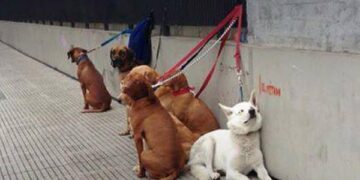 Los perros abandonados por los cuidadores