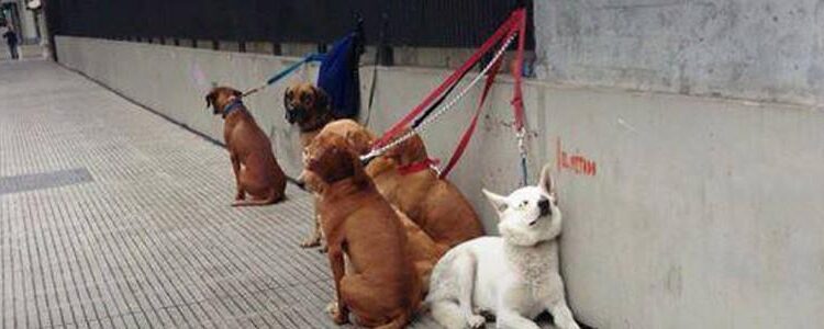 Los perros abandonados por los cuidadores