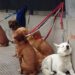 Los perros abandonados por los cuidadores