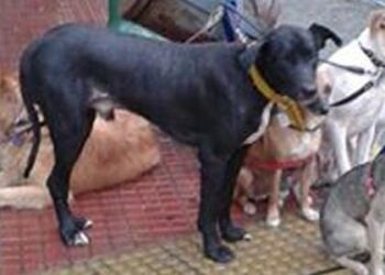 Los perros abandonados
