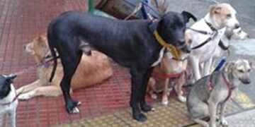 Los perros abandonados