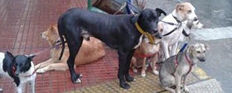 Los perros abandonados