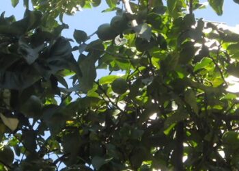 Frutos en la Ciudad
