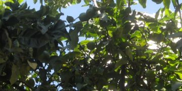 Frutos en la Ciudad