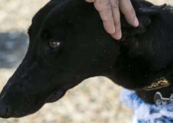 ¿Cómo cuidar a tu mascota?