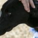 ¿Cómo cuidar a tu mascota?