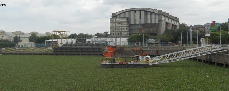 Camalotes en La Boca