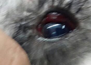 Estafa de la Veterinaria Pluto