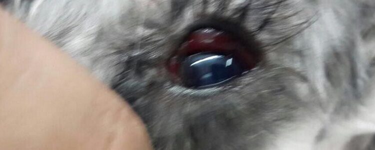 Estafa de la Veterinaria Pluto