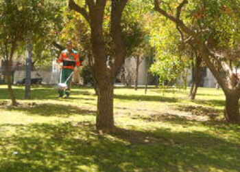 El Dengue en su esplendor