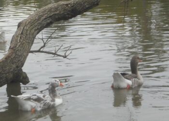 Censo de Aves Acuáticas