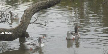 Censo de Aves Acuáticas