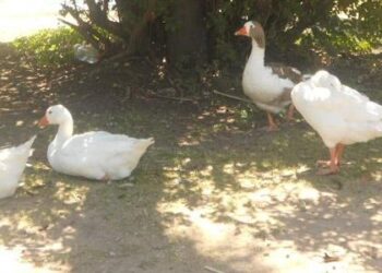 Censo de Aves Acuáticas