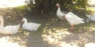 Censo de Aves Acuáticas