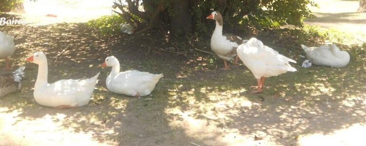 Censo de Aves Acuáticas