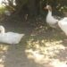Censo de Aves Acuáticas