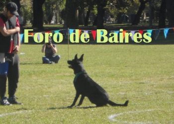 «KiroDisc»,el deporte canino