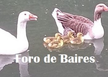 Los primeros Patitos de primavera-verano en el Parque Regatas