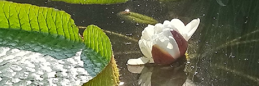 Nació la Victoria Cruziana o «Irupé» del Jardín Botánico