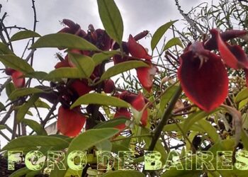 Las flores del verano que embellecen Buenos Aires