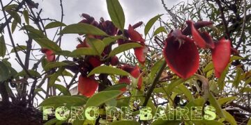 Las flores del verano que embellecen Buenos Aires