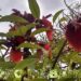 Las flores del verano que embellecen Buenos Aires