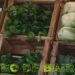 Los Bolsones de frutas y verduras agroecológicas se venderán en los Lagos de Palermo