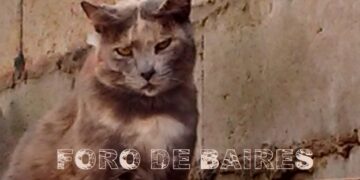 Las dificultades de la vejez en los gatos