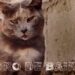 Las dificultades de la vejez en los gatos