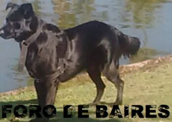 Los alimentos prohibidos para perros