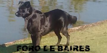 Los alimentos prohibidos para perros