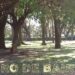 La Ciudad de Buenos Aires obtuvo un reconocimiento internacional por la gestión de su arbolado