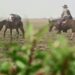 «Sintientes» o «Economía empoderativa», el filme de Juan Baldana que enseña a amar la tierra utilizando la producción local y natural