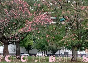 En otoño la ciudad se tiñe de amarillo pero el palo borracho aporta su tono rosado con el Ceiba Speciosa