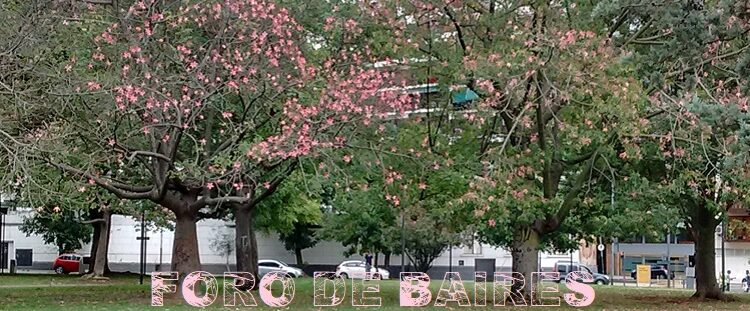 En otoño la ciudad se tiñe de amarillo pero el palo borracho aporta su tono rosado con el Ceiba Speciosa