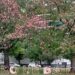 En otoño la ciudad se tiñe de amarillo pero el palo borracho aporta su tono rosado con el Ceiba Speciosa
