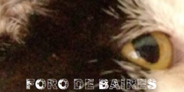 La sensibilidad de los gatos y su energía positiva