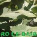 Cómo tomar un rico mate aportando propiedades medicinales