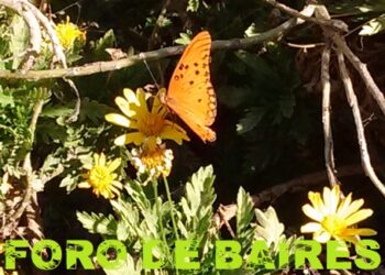 Una invasión de mariposas naranjas ocupó la Ciudad