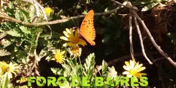 Una invasión de mariposas naranjas ocupó la Ciudad