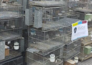 Búsquedas de personas, «Operativo Fruta blanca» e  Infracción a la Ley 14.346 (Ley de Maltrato Animal)