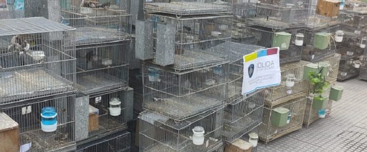 Búsquedas de personas, «Operativo Fruta blanca» e  Infracción a la Ley 14.346 (Ley de Maltrato Animal)