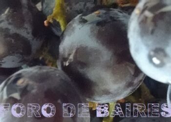 Las uvas, atributos y dulzura de una fruta sabrosa y saludable