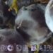 Las uvas, atributos y dulzura de una fruta sabrosa y saludable