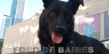 Los animales forman parte de nuestra familia y son nuestra familia