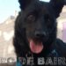 Los animales forman parte de nuestra familia y son nuestra familia