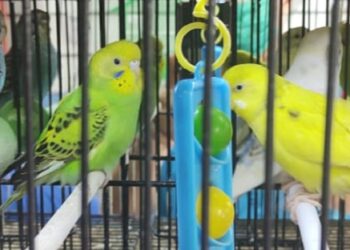 Se incautaron 48 aves exóticas que se ofrecían ilegalmente en una veterinaria de Retiro
