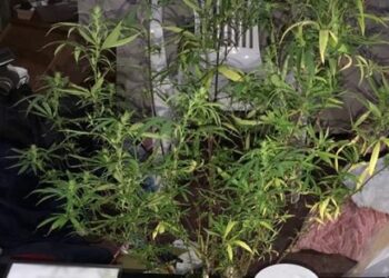 Tres detenidos en allanamiento por drogas en Boedo